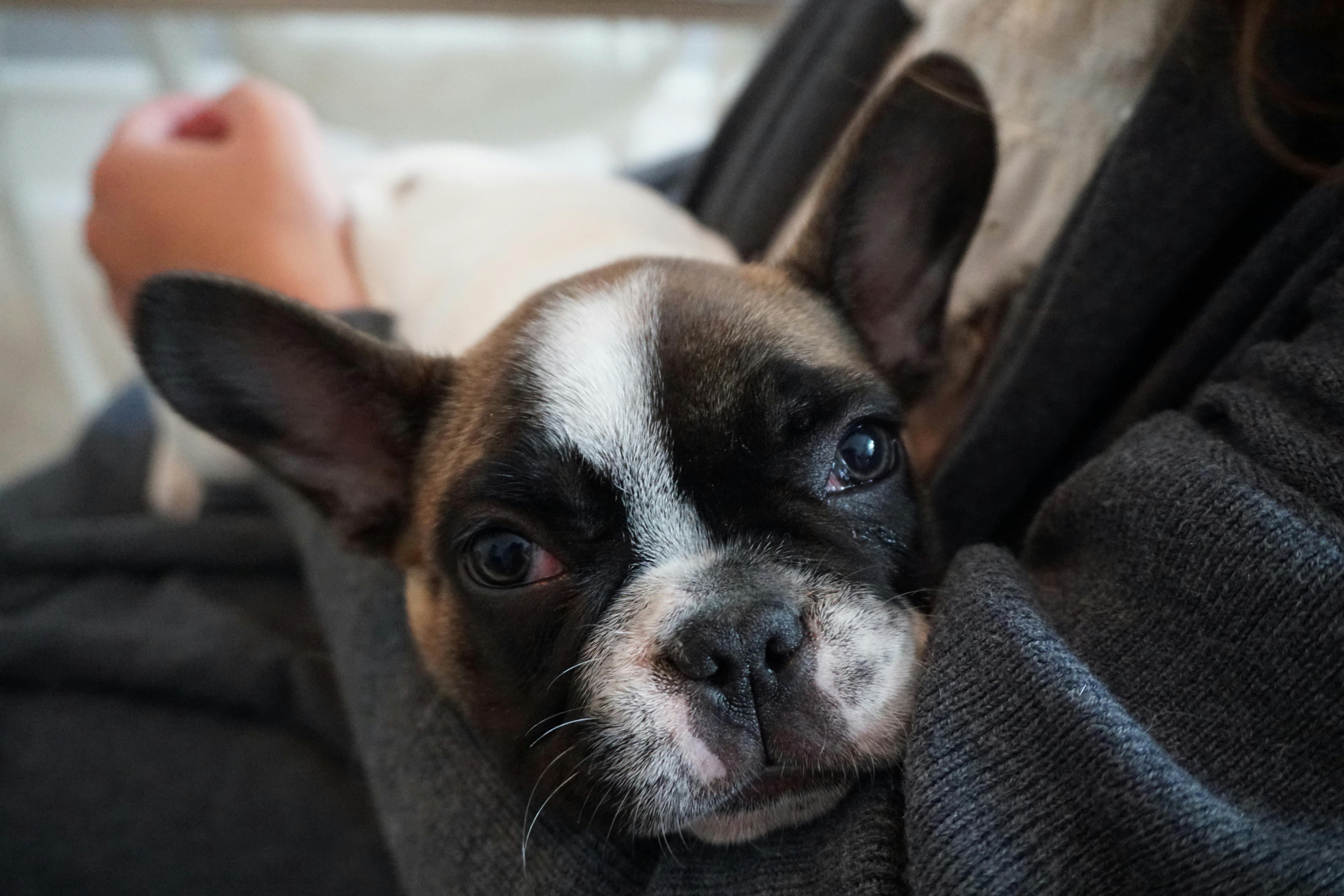 A cute French Bulldog sitting on a stylish velvet sofa inside a modern cafe.